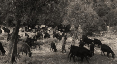 Grazed Woodlands in Lebanon: policies, initiatives and activities – Online workshop