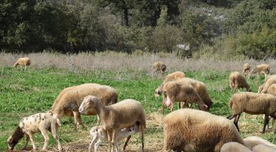 Greek LIVINGAGRO stakeholders’ workshop for olive and livestock sector