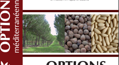 Mediterranean Stone Pine for Agroforestry