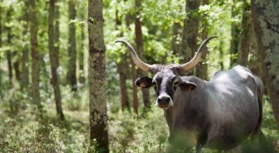 Study day dedicated to Agroforestry in Tuscany (Italy)