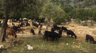 Dissemination workshop on NARC demonstration on cover crops and forest restoration