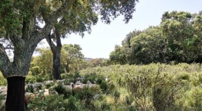 Sustainable management of Agroforestry systems: opportunities and perspectives for PEFC certification