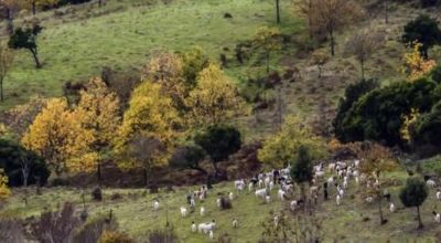 [Jordan] How to create an innovative business in the agri-food sector? Legal and economic aspects