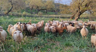 Silvopastoral Systems: From Ancient Fairies to Modern Challenges and Uses