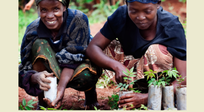 Achieving the Global Goals through agroforestry